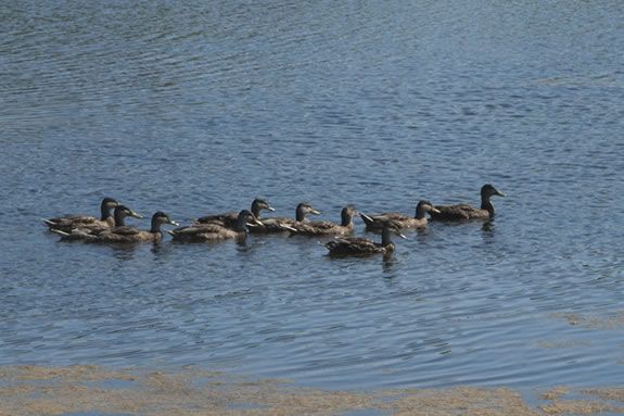 Learn about ducks and their migration patters at Ipswich River Wildlife Sanctuary! 