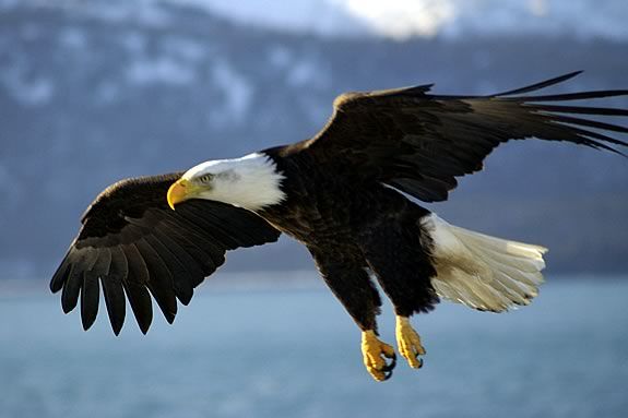 Kids will learn about eagles, their migrations and varied habitat at Mass Audubon's Joppa Flats Education Center in Newburyport Kids will learn about eagles, their migrations and varied habitat at Joppa Flats
