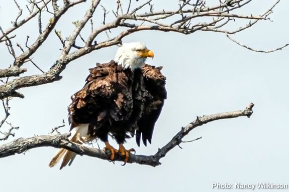 Teens are invited to Joppa Flats Education Center in Newburyport Massachusetts to learn about eagles and their behaviors. Photo: Nancy Wilkinson