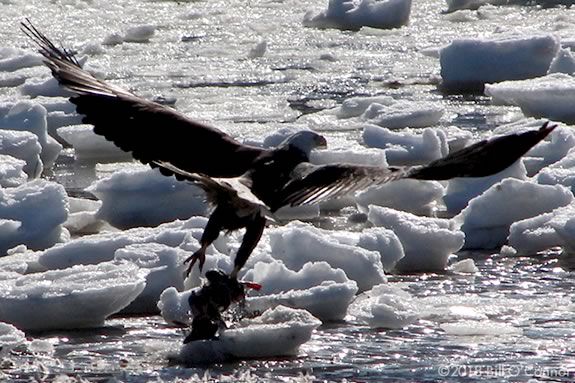 Teens are invited to Joppa Flats Education Center in Newburyport Massachusetts to learn about eagles and their behaviors. Photo: Bill O'Connor Teens are invited to Joppa Flats Education Center in Newburyport Massachusetts to learn about eagles and their behaviors. Photo: Bill O'Connor