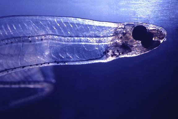 Eels travel 1000's of miles to spawn at Millbrook Park in Rockport