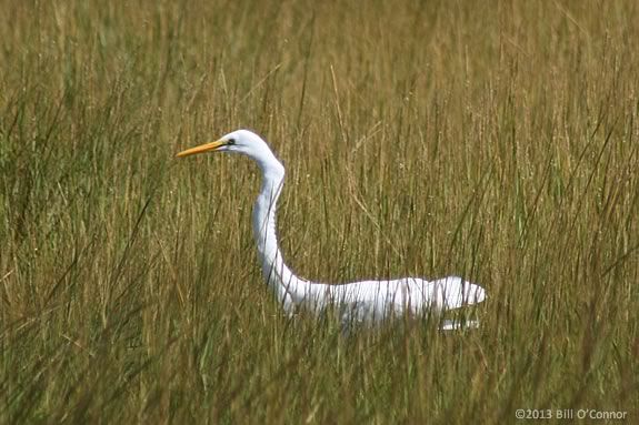 Explore the the Crane Wildlife Refuge by boat with the Trustees of Reservations! 