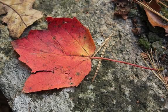 Enjoy an exploration of fall with the park interpreter at Maudlsay State Park in Newburyport