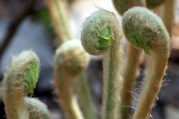 The Fiddlehead program at Appleton Farms encourages kids 3-5 to explore their environment in Ipswich Massachusetts