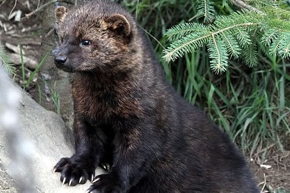 Fisher cats are cute, elusive and dangerous!  Find out all about them at IRWS!