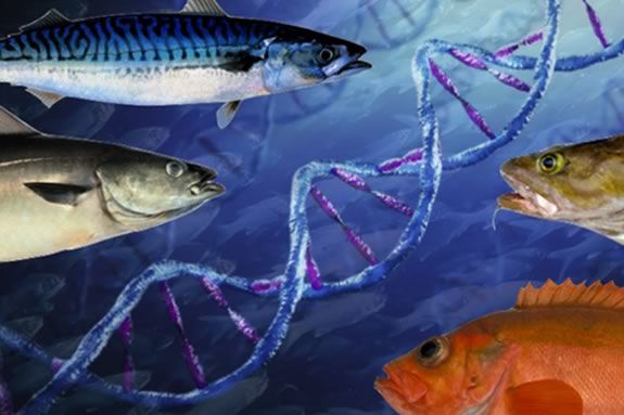 Learn how to identify fish using their DNA at Maritime Gloucester.