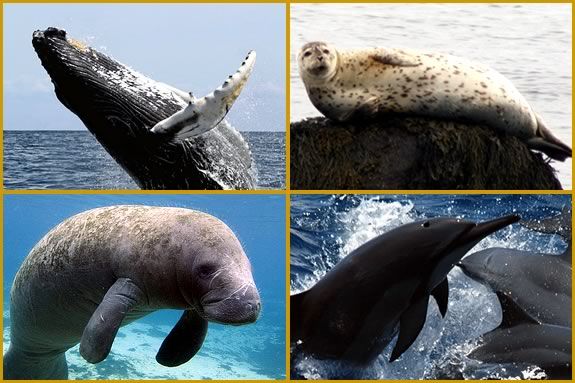 Learn about animals with flippers, their similarities and differences!