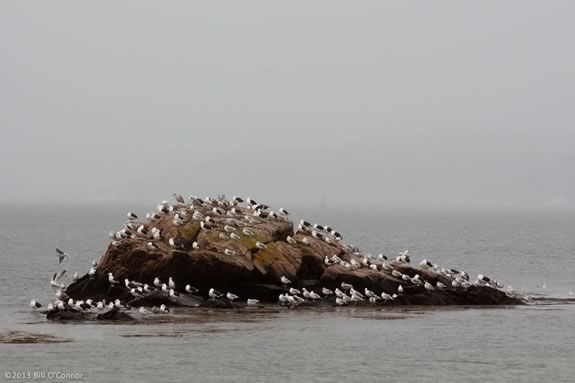 Learn how and why animals mvoe in groups at the Joppa Flats Education Center