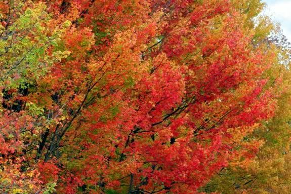Fall Foliage Day at Ward Reservation