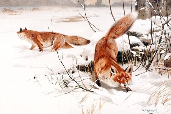 Sense of Wonder Walk: Red Fox and Friends at IRWS. Image of Public Domain painting by Wilhelm Kuhnert