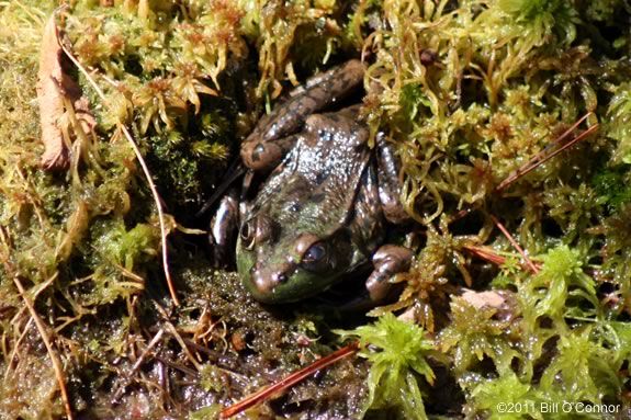 Explore Bradley Palmer Stat Park for wetland creatures with Massachusetts Audubon in Topsfield Massachusetts! 