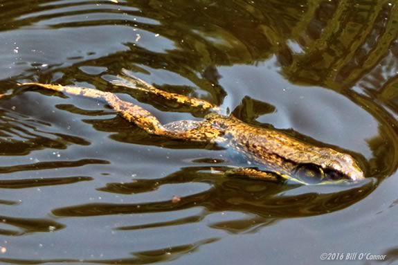 Saturday morning science - Come learn about reptiles and amphibians at the Joppa Flats Center! Photo by Bill O'Connor