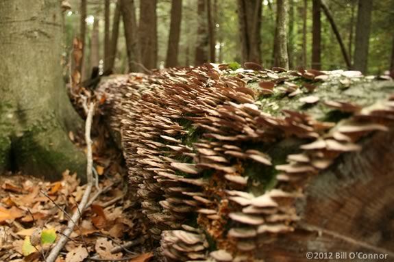  A fallen tree becomes a habitat for many creatures and forms of life at IRWS.