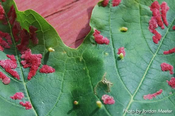 Galls can be seen on all sorts of plants and are actually temporary bug homes! 