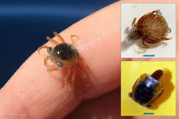 This ghost crab larvae will grow up to look completely different! Find out more at Mass Audubons Joppa Flats Education Center!