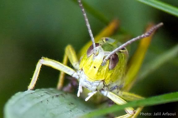 Learn about crickets and grasshoppers at Ipswich River Sanctuary!