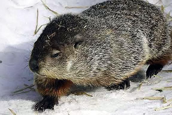 Take a closer look at Groundhog Day with the naturalists at Ipswich River Sanctu