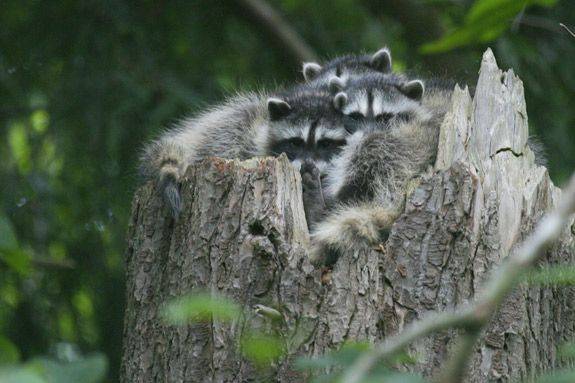 Fun Science for Preschoolers - Exploring Habitats  