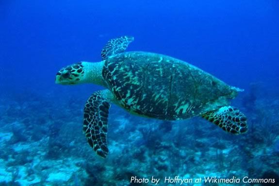 Kids will learn about Sea Turtle after school at Joppa Flat Education Center