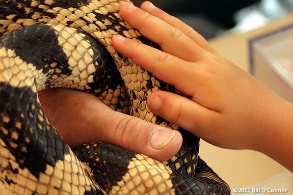 Rockport Library hosts a Reptiles Rock, an interactive live animal program