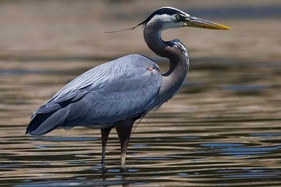 Herons are just one of the birds you'll encounter on the Essex River Exploration
