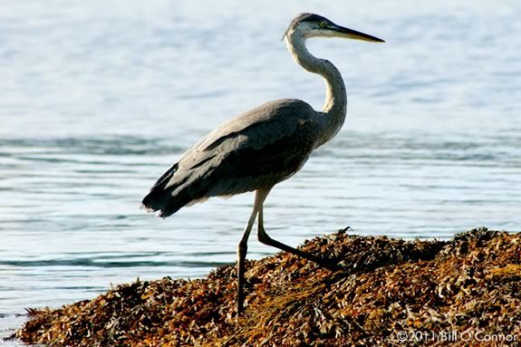 Kids will learn returning birds and other marsh creatures at Joppa Flats Center in Newburyport