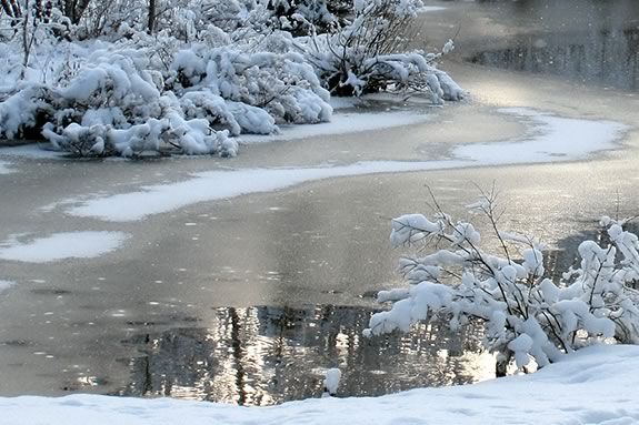 Kids will find out what happens to pond creatures in the Winter at IRWS