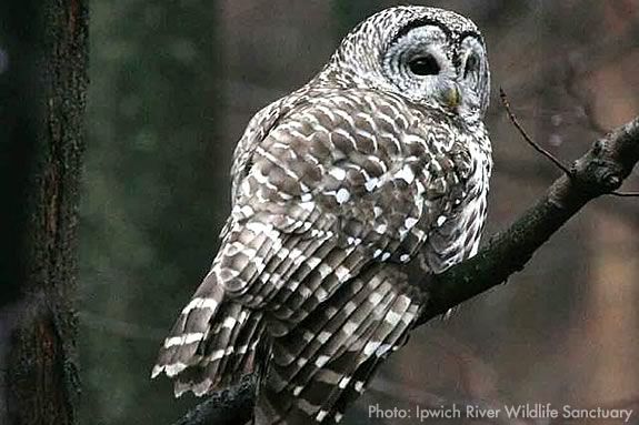 The Family Owl Prowl at Ipswich River Sanctuary is bound to be a good time!
