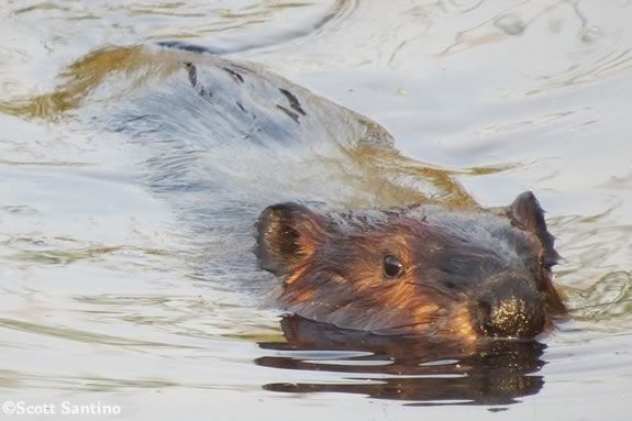 Join us as we look for elusive river mammals at Ipswich River Wildlife Sanctuary. Photo: American Beaver ©Scott Santino 