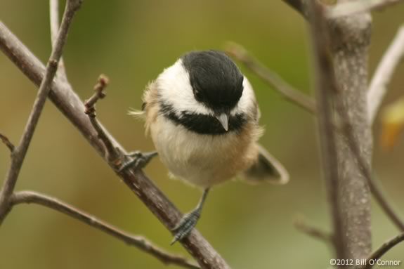 Join Mass Audubon for their Teen Naturalist Club at Ipswich River Wildlife Sanctuary in Topsfield Massachusetts!