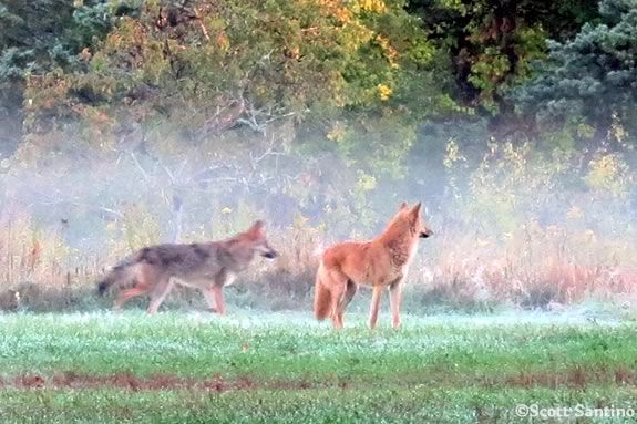 Mass Audubons Ipswich River Wildlife Sanctuary invites you to come learn about coyotes, beavers deer and other animals as they prepare for Winter! 