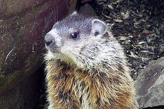 Celebrate Groundhog Day with Mass Audubon's Ipswich River Wildlife Sanctuary in Topsfield! Photo: Ipswich River Wildlife Sanctuary