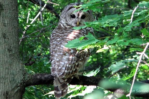 Explore the Ipswich River Wildlife Sanctuary after hours for a night. Photo Scott Santino