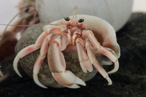 Parker River National Wildlife Refuge and Mass Audubon team up to teach visitors about the different creatures that live on the beach