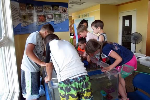 You can look at, AND touch the creatures in Joppa Flats touch tank! 