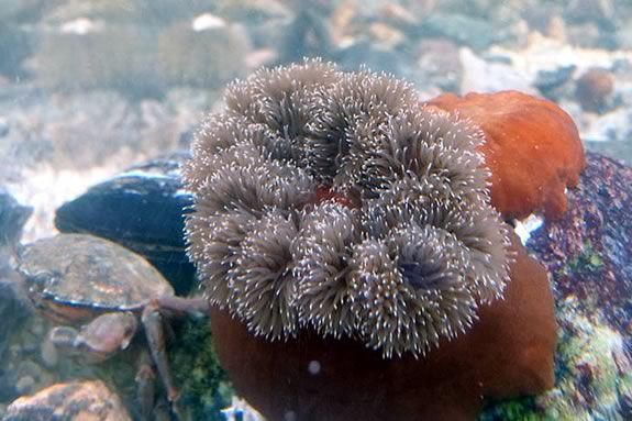 You can look at, AND touch the creatures in Joppa Flats touch tank! You can look at, AND touch the creatures in Joppa Flats touch tank! Feeding time is a lot of fun!