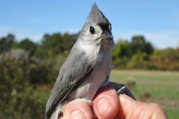 Mother's Day at the Banding Station will teach you about bird identification, and 