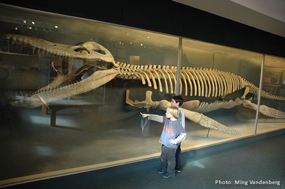 The Harvard Museum of Natural History has the only mounted kronosaurus