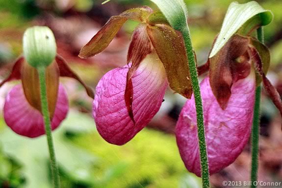 Kids 10 & up are invited to learn about Lady's Slipper Orchids in Gloucester