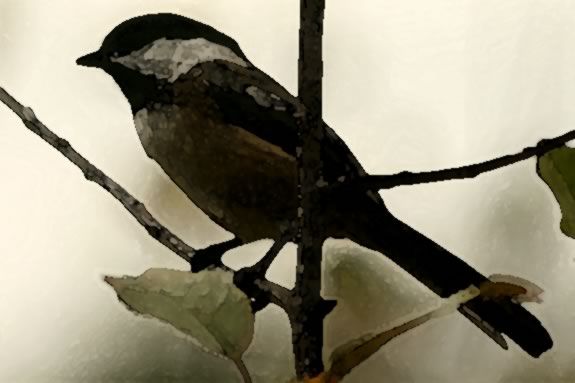 Study late fall birds, then paint them with Brenda Sloane in watercolor at Ipswich River Wildlife Sanctuary! Study late fall birds, then paint them with Brenda Sloane in watercolor at IRWS