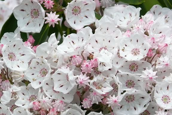 Maudslay State Park has one of the best shows of flower bloom in the Commonwealth of Massachusetts