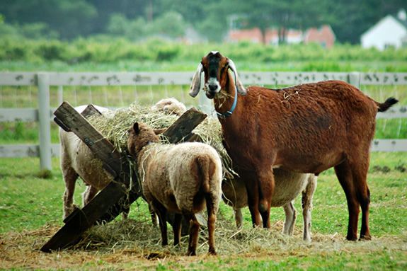 Farm Friends a program for preschoolers at Spencer Peirce Little Farm Newbury Massachusetts!