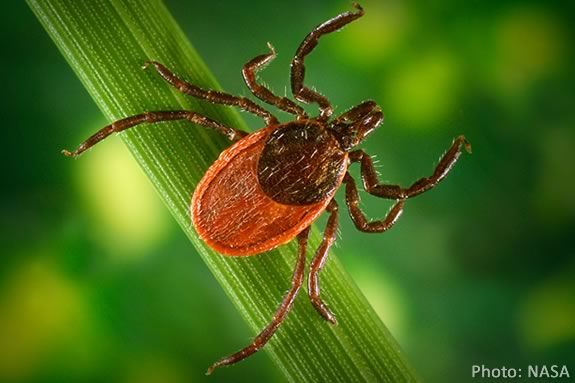 Learn about Lyme diease and the ticks that spread them at Newburyport Library