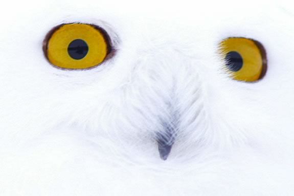 Kids are invited to come learn about owls at Parker River National Wildlife Refuge in Newbury Massachusetts
