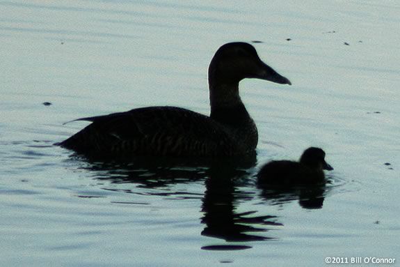 Walk on the Wild side with ducks and geese at Joppa Flats Education Center! Learn about water fowl and how they live! Walk on the Wild side with ducks and geese at Joppa Flats Education Center!