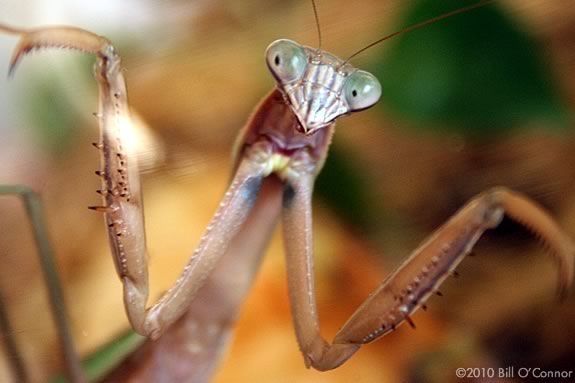 Explore the world of bugs in your backyard at Joppa Flats Education Center