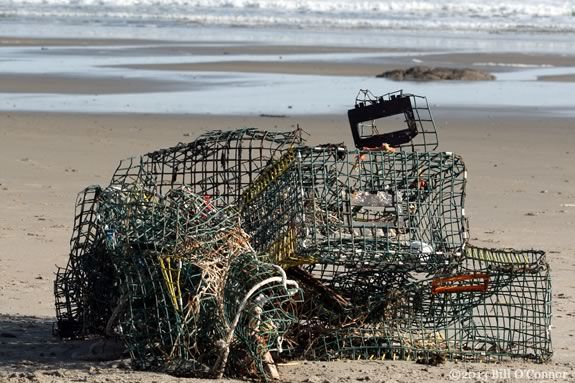 CoastSweep coastal cleanup on Plum Island September 2023 in Newbury Massachusetts 