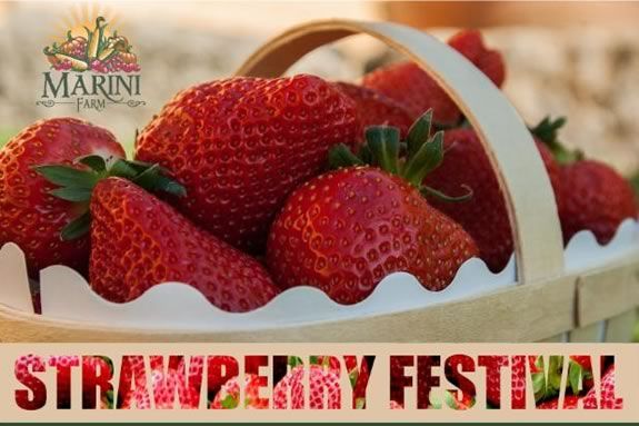 Marini Farm Strawberry Festival ipswich Massachusetts