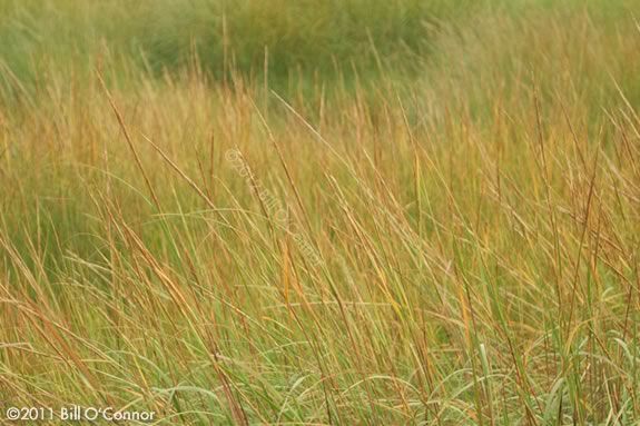 Explore the marsh with your child at Joppa Flats Education Center! 