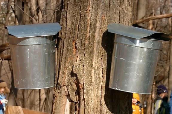 Family Nature Club: Maple Syruping